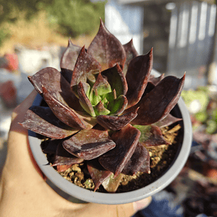 Echeveria Black Prince 