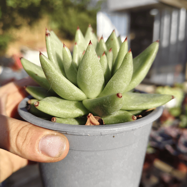 Echeveria Agavoide Aquamarine 2