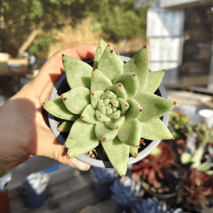 Echeveria Agavoide Aquamarine
