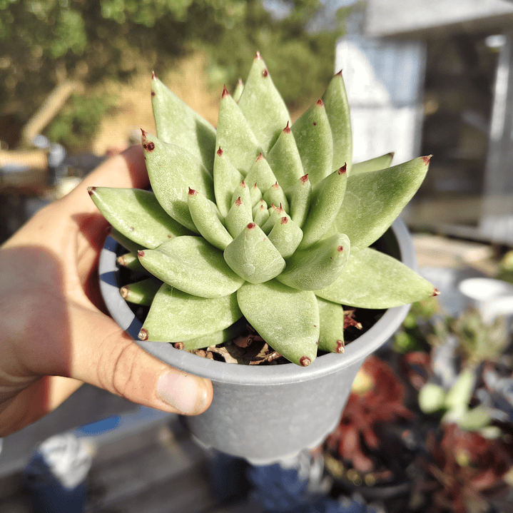 Echeveria Agavoide Aquamarine 4
