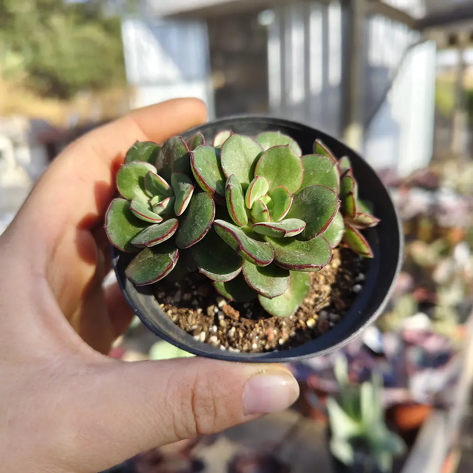 Echeveria Nodulosa Enana  2