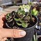 Echeveria Nodulosa Enana  - Miniatura 3