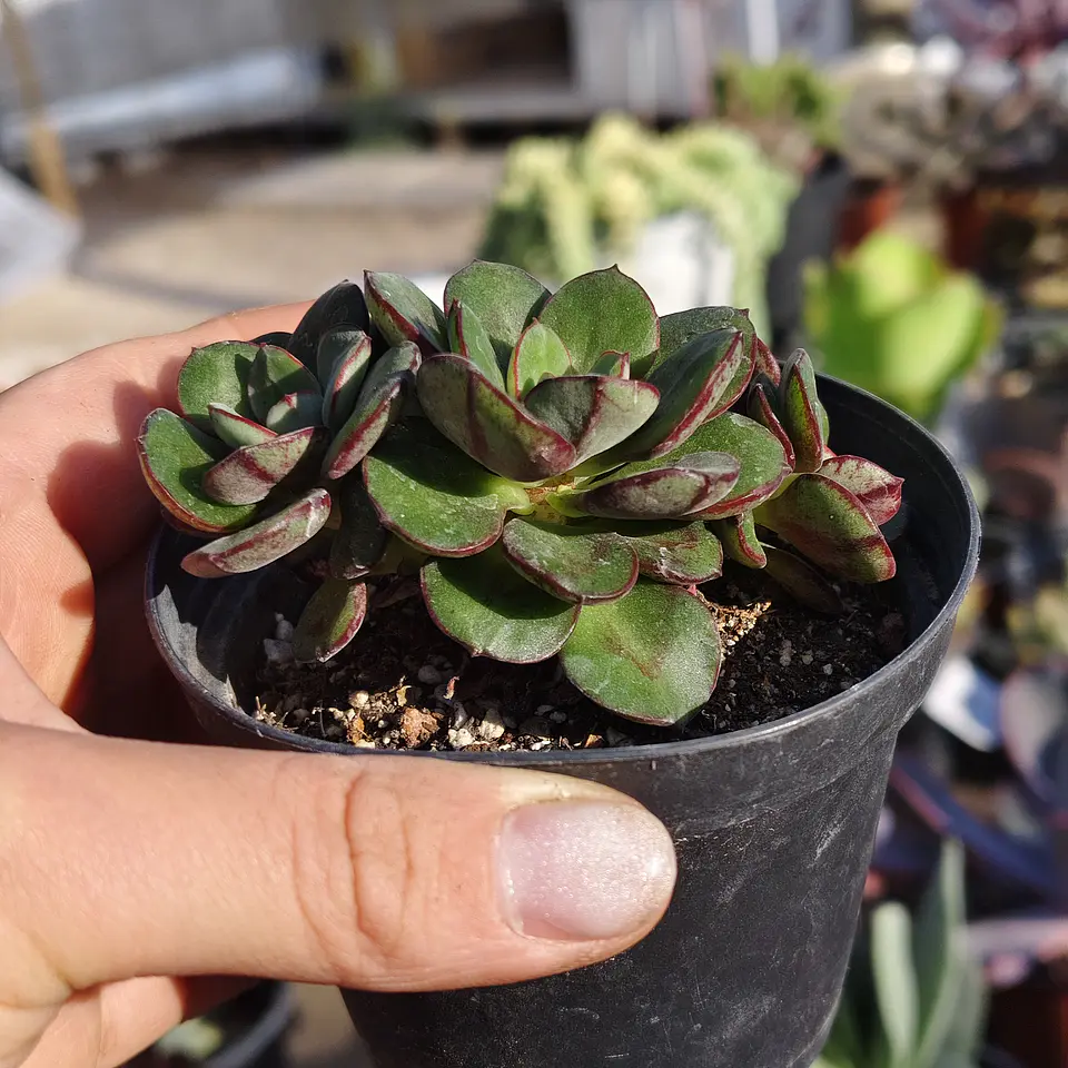 Echeveria Nodulosa Enana  3