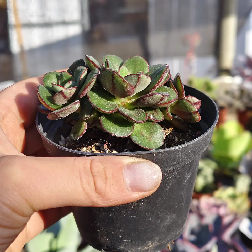 Echeveria Nodulosa Enana  4