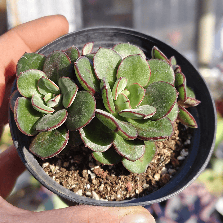Echeveria Nodulosa Enana  1
