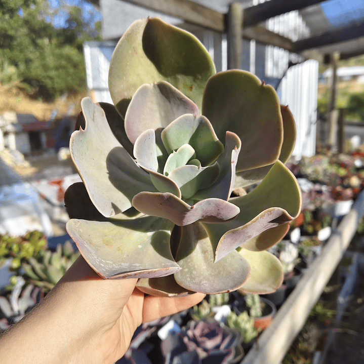 Echeveria Gibbiflora  1