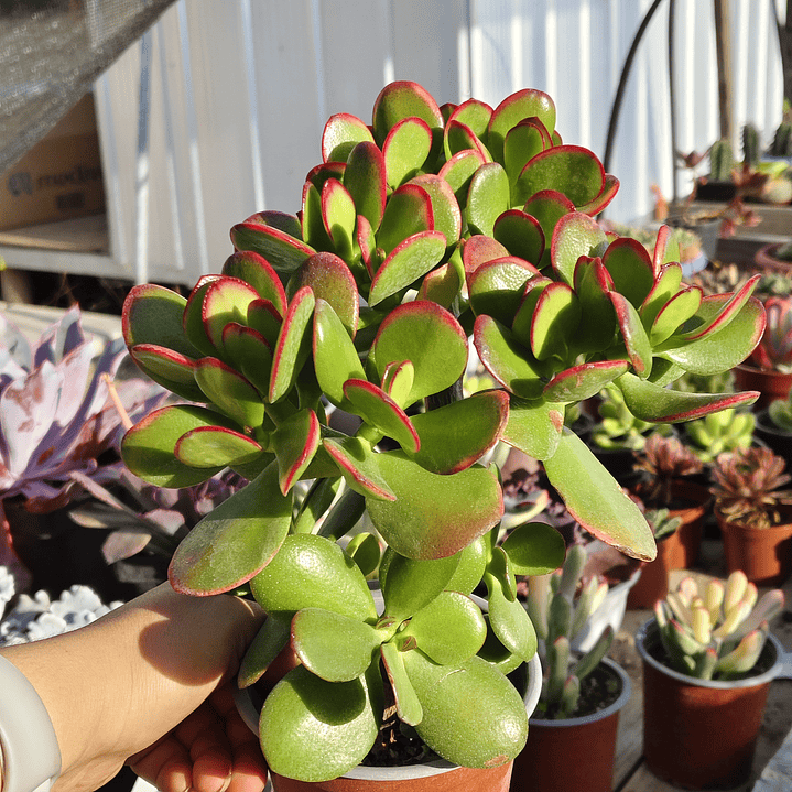 Crassula Ovata Tricolor 2