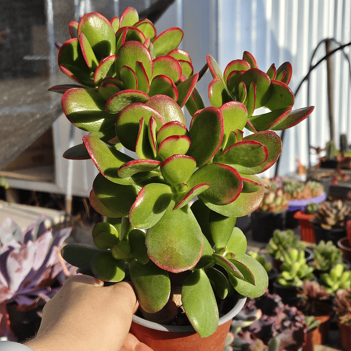 Crassula Ovata Tricolor 4
