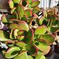 Crassula Ovata Tricolor - Miniatura 1