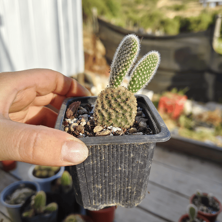 Opuntia microdasys 1