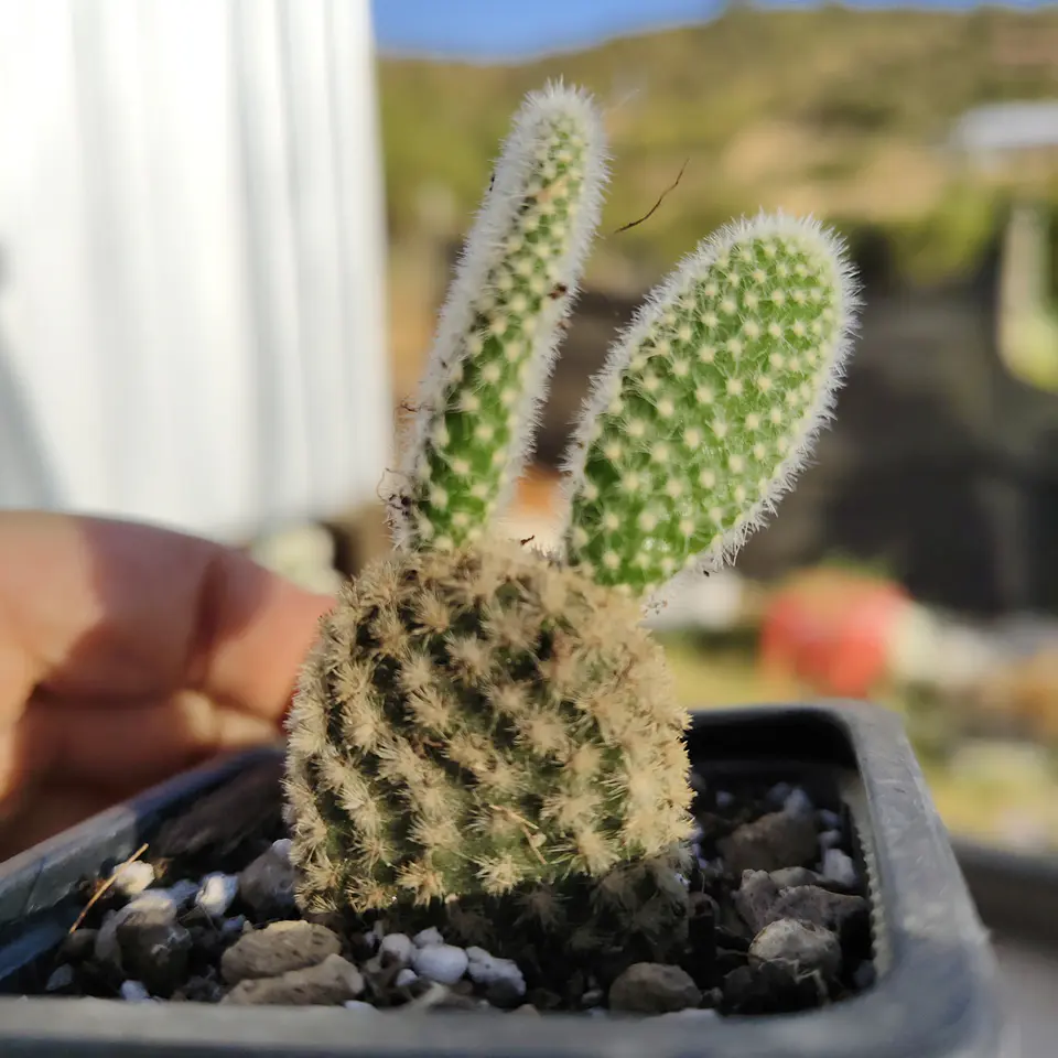 Opuntia microdasys 2