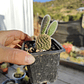 Opuntia microdasys - Miniatura 3
