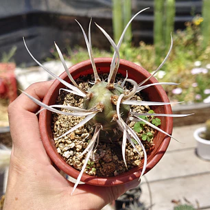 Tephrocactus articulatus var. papyracanthus