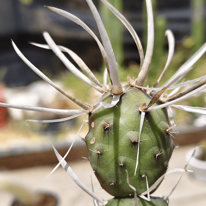 Tephrocactus articulatus var. papyracanthus 3