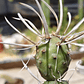 Tephrocactus articulatus var. papyracanthus - Miniatura 3