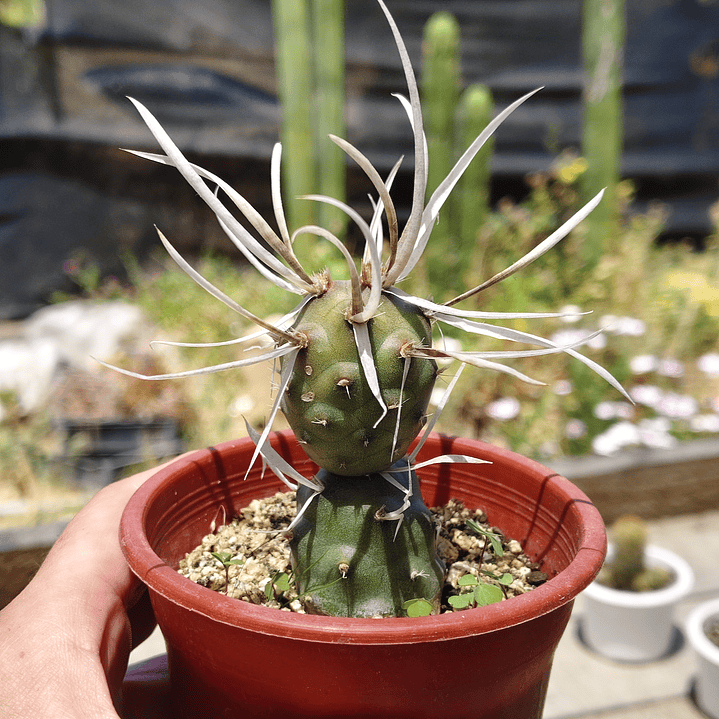 Tephrocactus articulatus var. papyracanthus 1