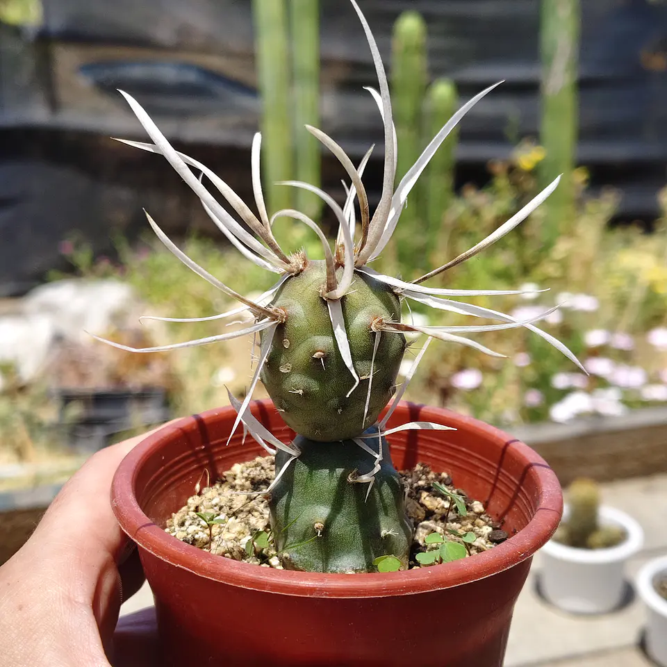 Tephrocactus articulatus var. papyracanthus 1