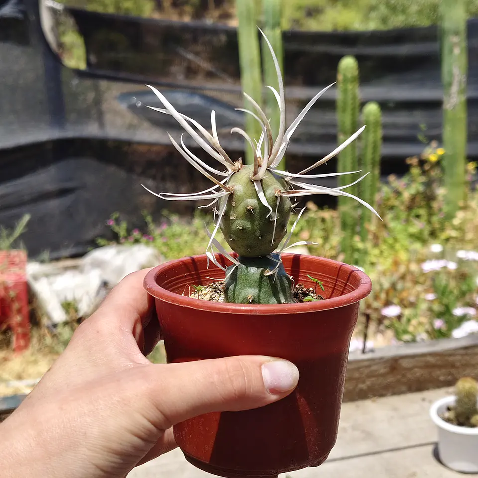 Tephrocactus articulatus var. papyracanthus 4