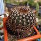Notocactus schlosseri - Miniatura 2