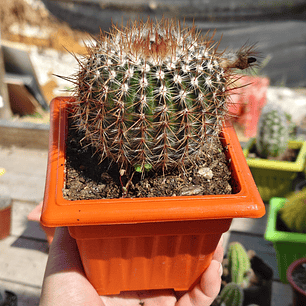 Notocactus schlosseri