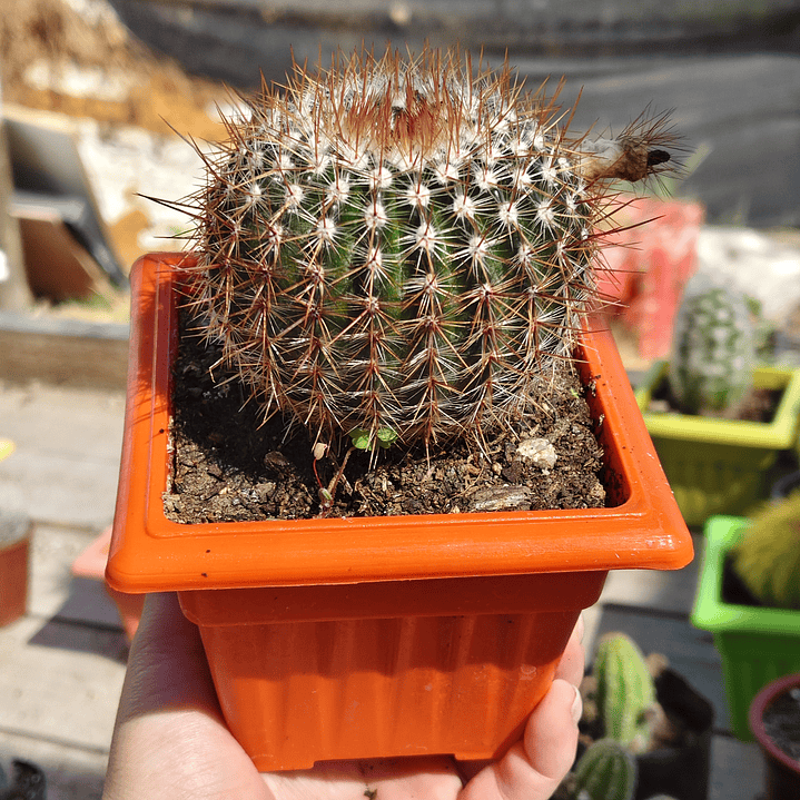 Notocactus schlosseri 1