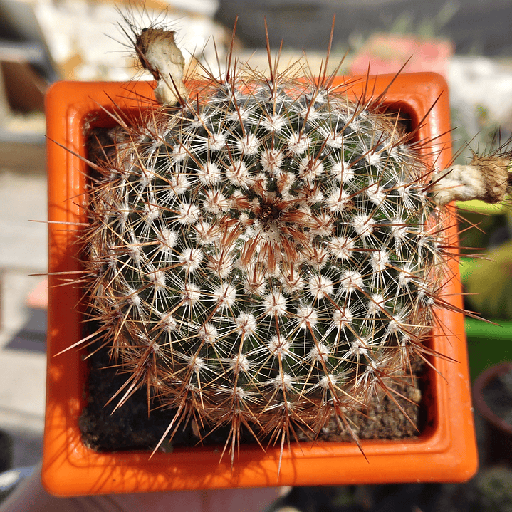 Notocactus schlosseri 4