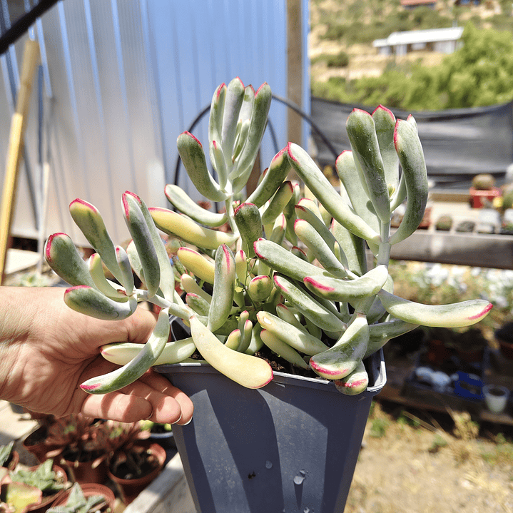 Cotyledon Orbiculata Flanaganii Variegada  8