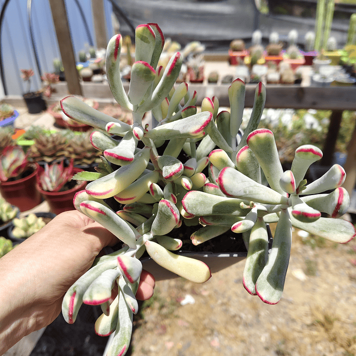 Cotyledon Orbiculata Flanaganii Variegada  7