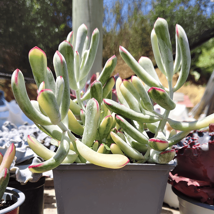 Cotyledon Orbiculata Flanaganii Variegada  2