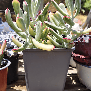 Cotyledon Orbiculata Flanaganii Variegada 