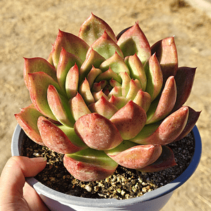 Echeveria Scarlet