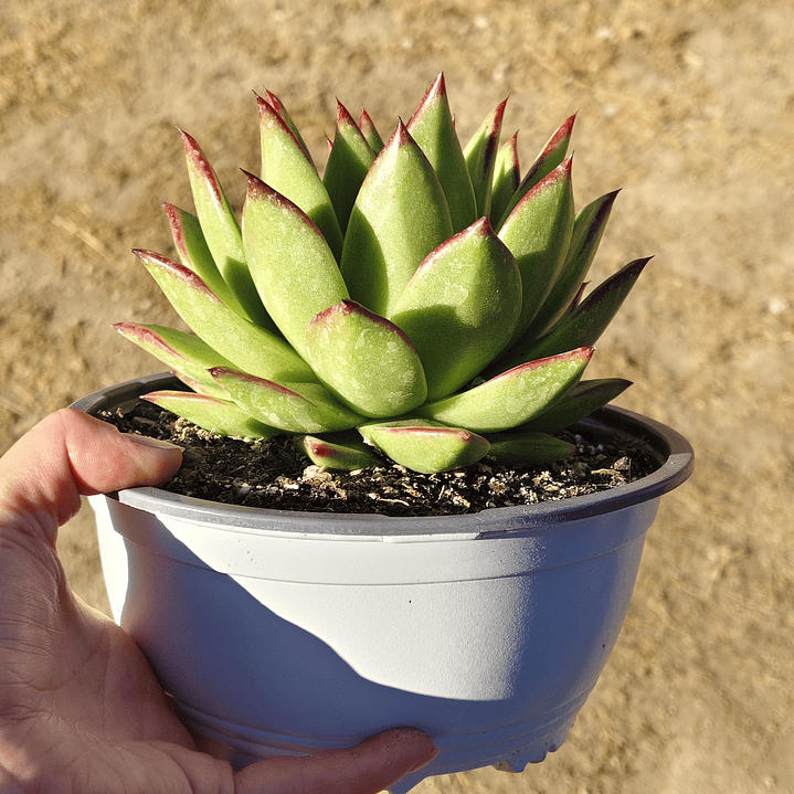 Echeveria agavoide Lipstick 3