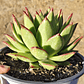 Echeveria agavoide Lipstick - Miniatura 4