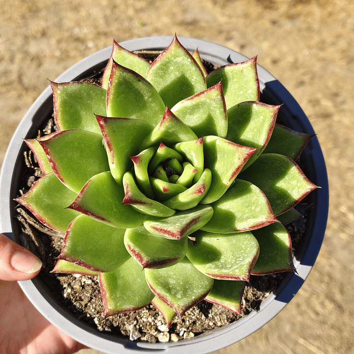 Echeveria agavoide Lipstick 5