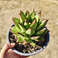 Echeveria agavoide Lipstick - Miniatura 6
