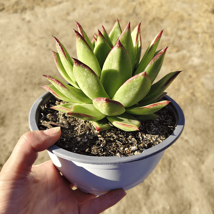 Echeveria agavoide Lipstick 1