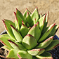 Echeveria agavoide Lipstick - Miniatura 2