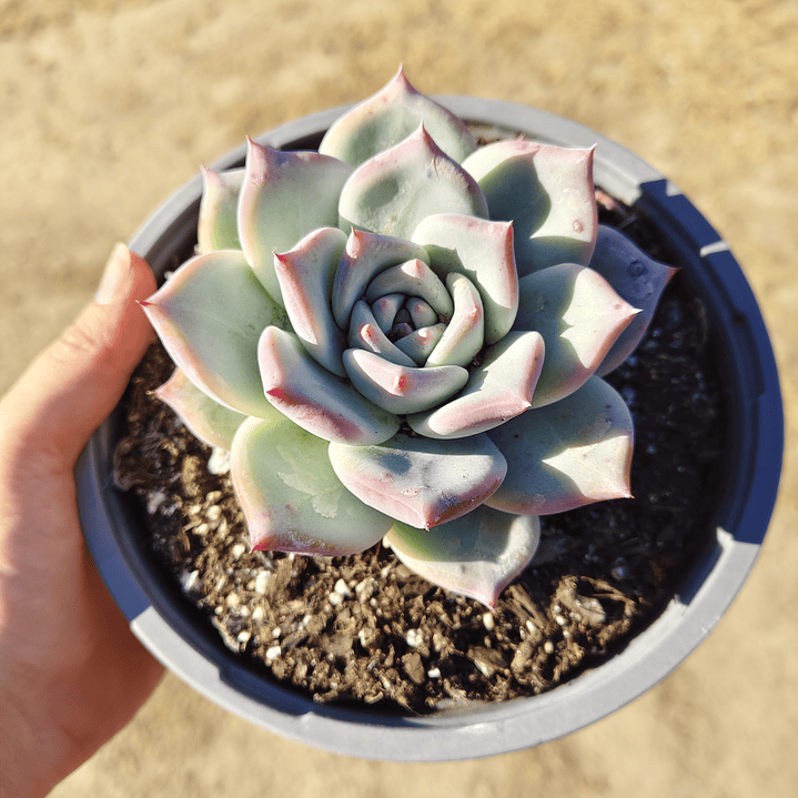 Echeveria Tapalpa 2