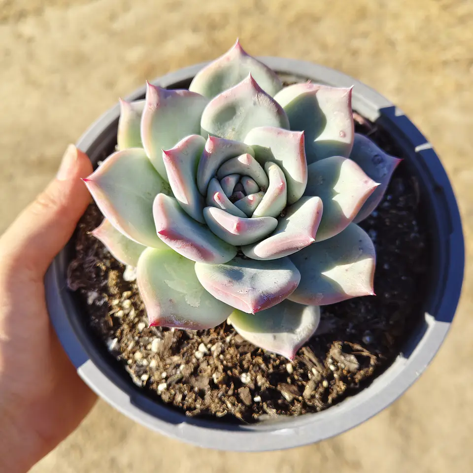 Echeveria Tapalpa 1