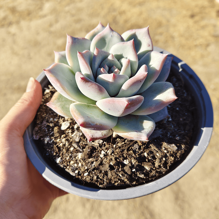 Echeveria Tapalpa 3