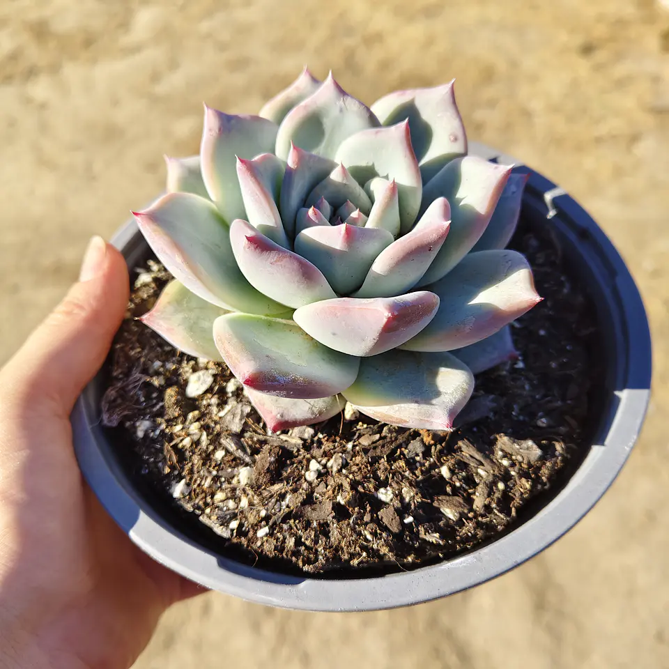 Echeveria Tapalpa 3