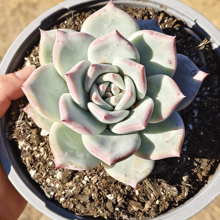 Echeveria Tapalpa 4