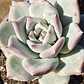 Echeveria Tapalpa - Miniatura 1