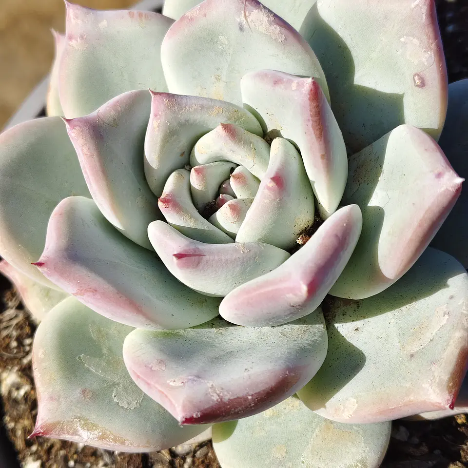 Echeveria Tapalpa 2