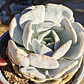 Echeveria Moondust - Miniatura 2