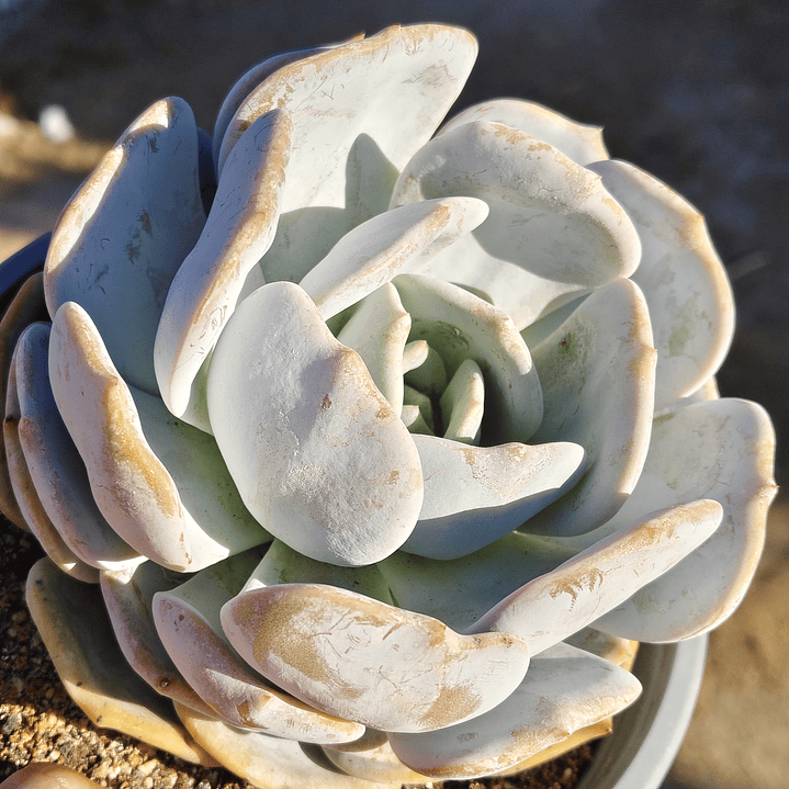Echeveria Moondust 1