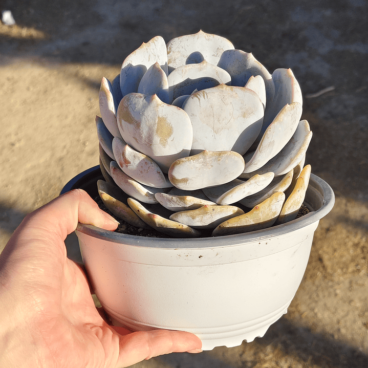 Echeveria Moondust 3