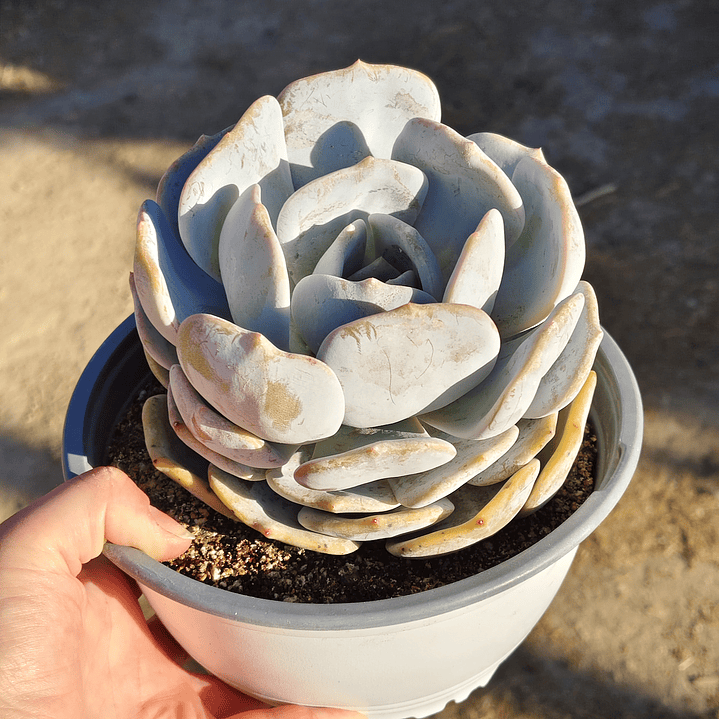 Echeveria Moondust 4