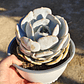 Echeveria Moondust - Miniatura 4