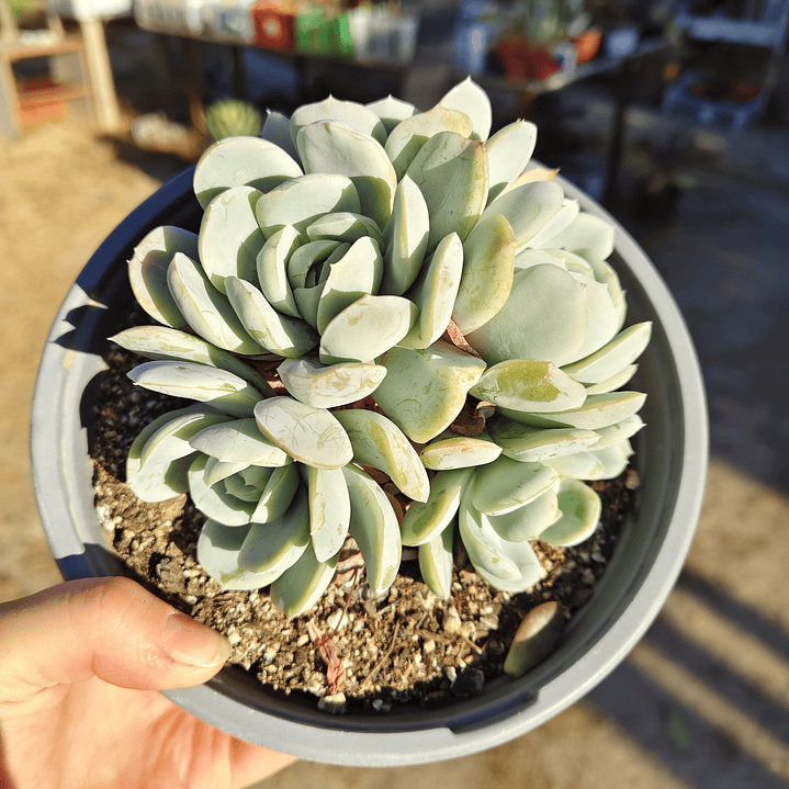 Echeveria Elegant Var. Giant (PLANTA MADRE)  2